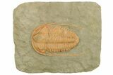 Cambrian Trilobite (Hamatolenus) - Tinjdad, Morocco #224727-1